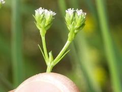 Valerianella dentata