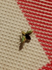 Coniatus splendidulus