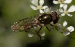 Platycheirus scutatus