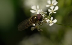 Platycheirus scutatus