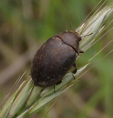 Byrrhidae