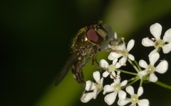 Platycheirus scutatus
