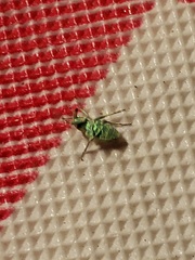 Coniatus splendidulus