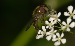 Platycheirus scutatus