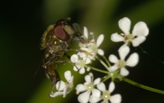Platycheirus scutatus