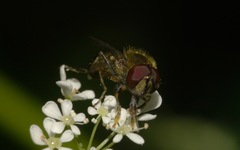 Platycheirus scutatus