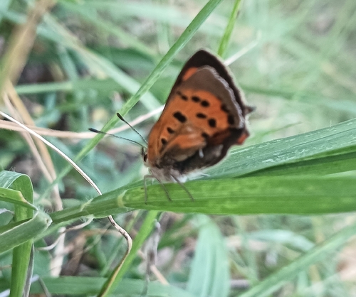 Small Copper
