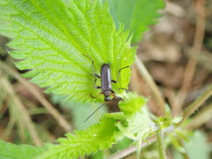 Cortodera femorata