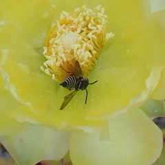 Coelioxys slossoni slossoni