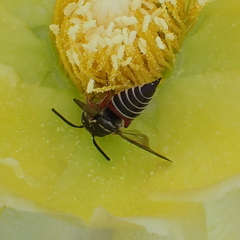 Coelioxys slossoni slossoni