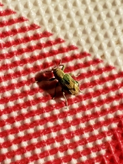 Coniatus splendidulus