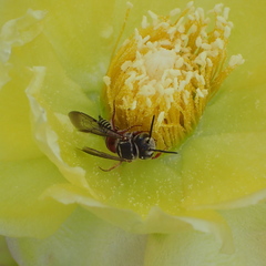 Coelioxys slossoni slossoni