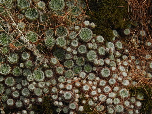 Cobweb Houseleek