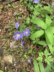 Anemonoides apennina