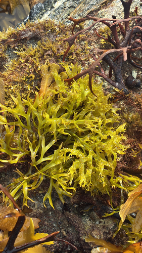 Mastocarpus stellatus observed 2026-09-30