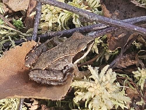 Moor Frog