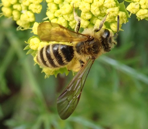 Golden-haired Miner Bee photo 2