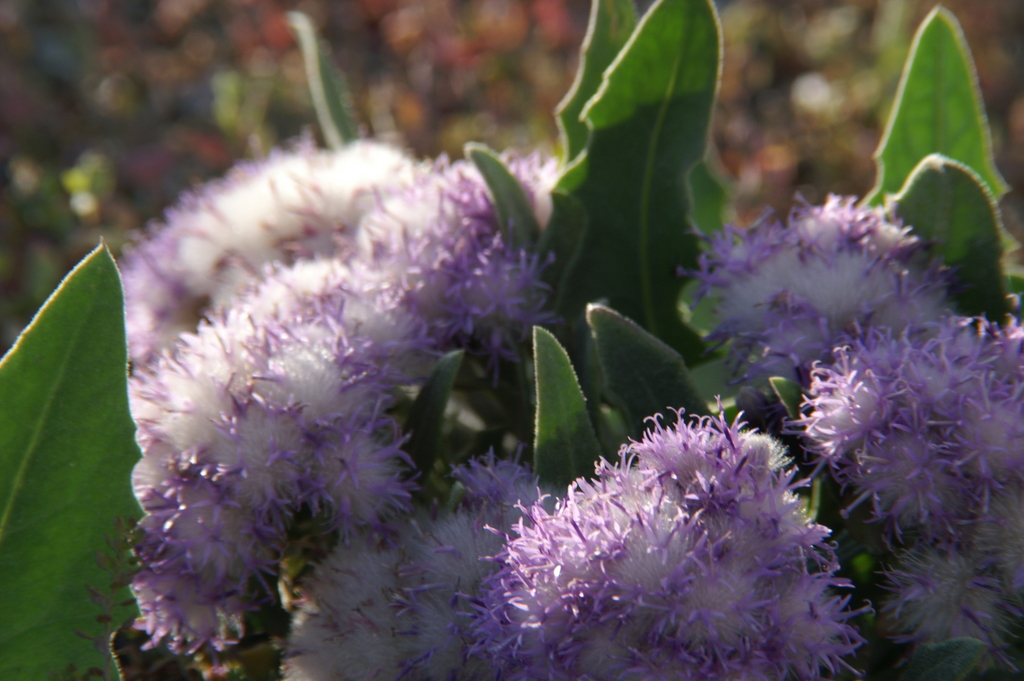 Saussurea daurica