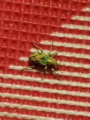 Coniatus splendidulus