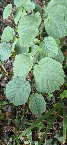 beaked hazelnut