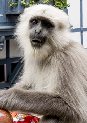 Semnopithecus schistaceus