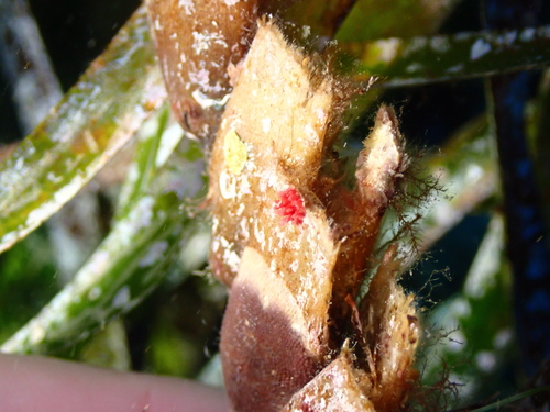 Miniacina miniacea observed 2026-09-26