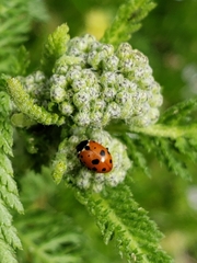 Hippodamia variegata