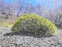 Sorbus sambucifolia