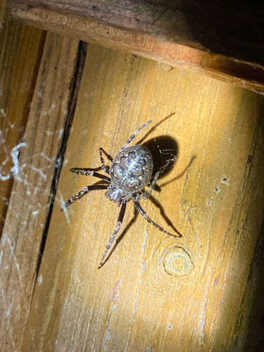 Walnut Orbweaver