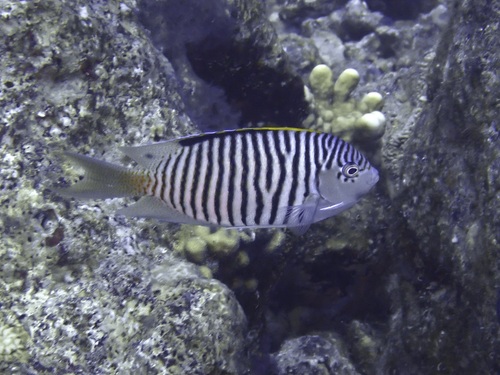 Genicanthus caudovittatus observed 2026-09-25