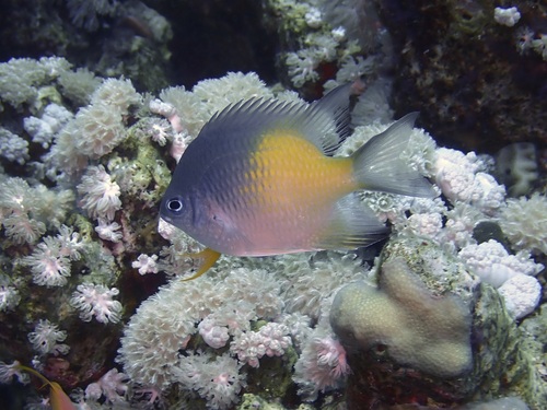 Amblyglyphidodon flavilatus observed 2026-09-25