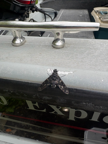 Tiger Bee Fly