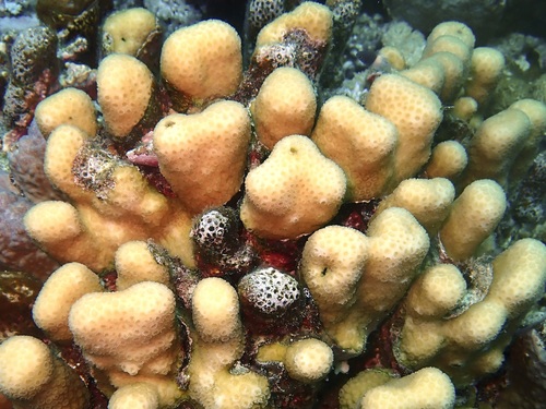 Goniastrea stelligera observed 2026-09-25