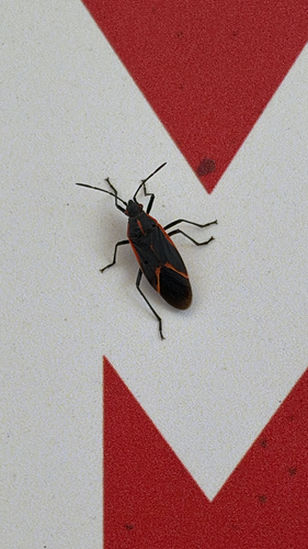 Eastern Boxelder Bug