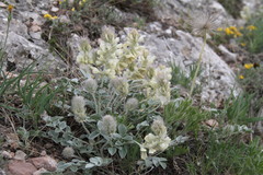 Hedysarum candidum