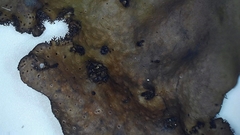 Umbilicaria spodochroa