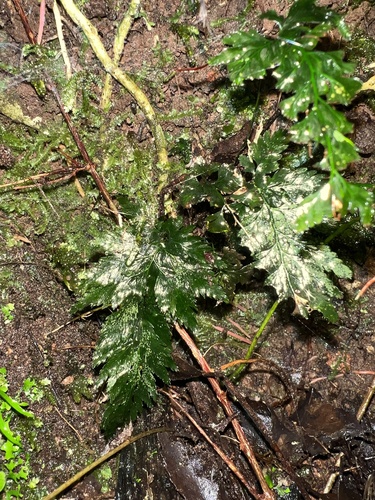 Abrodictyum elongatum observed 2026-09-29