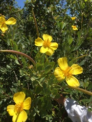 Dendromecon harfordii