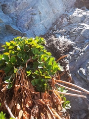 Ligusticum scothicum scothicum