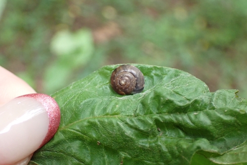Girdled Snail