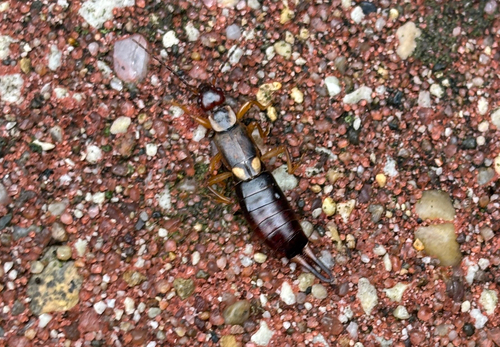 European Earwig