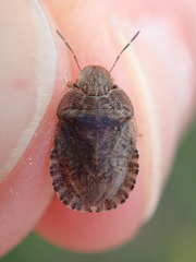 Sciocoris homalonotus