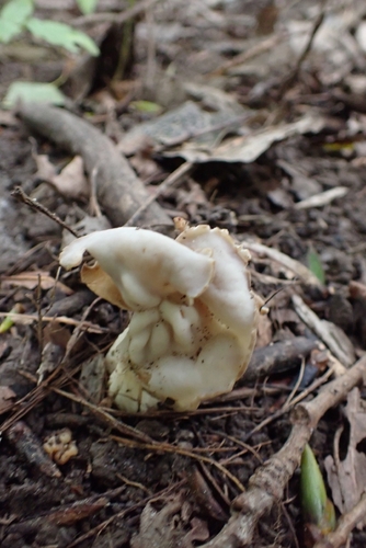 White Saddle