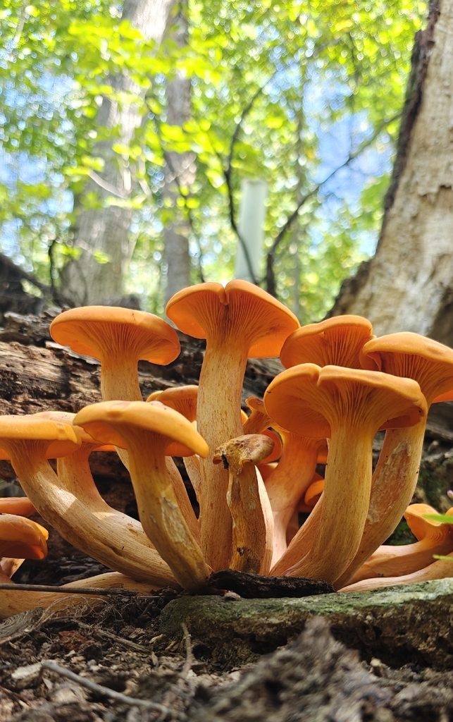 Eastern American jack-o'-lantern · September 2026 · photo: Photo: (c) Mark Jones, some rights reserved (CC BY) · iNaturalist