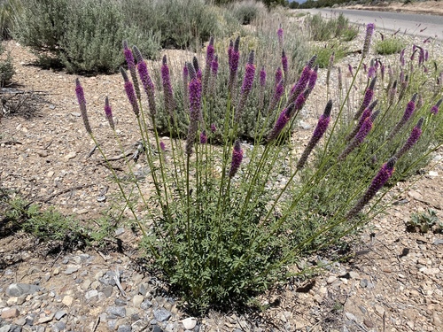 Searls' prairie clover (Dalea searlsiae)