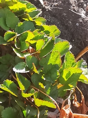 Ligusticum scothicum scothicum