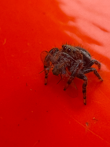 Bold Jumping Spider