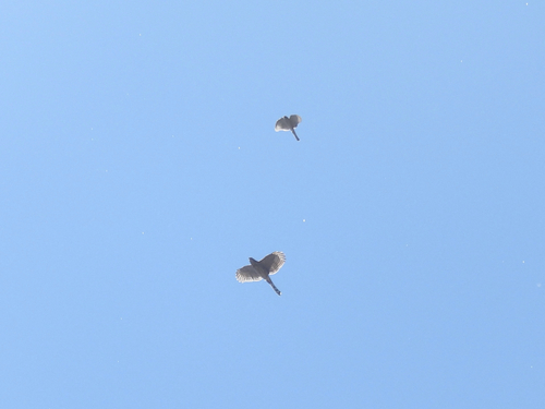 Cooper's Hawk