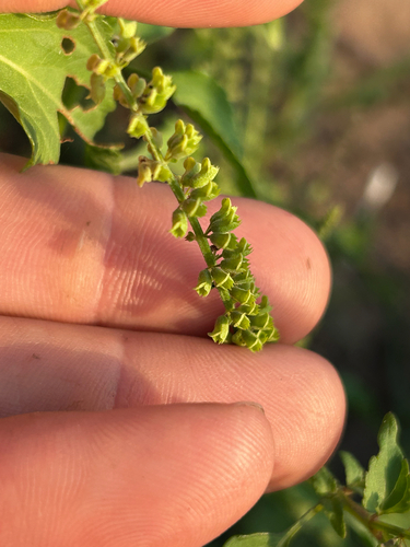 Basilicum polystachyon observed 2026-09-23
