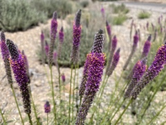 Dalea searlsiae